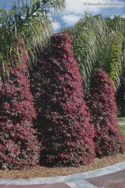 Zhuzhou Loropetalum (Chinese Fringeflower) - 3 Gallon Pot -Plant Serie Store Loropetalum ZhuZhou 22