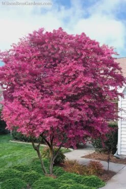 Zhuzhou Loropetalum (Chinese Fringeflower) - 3 Gallon Pot -Plant Serie Store Loropetalum ZhuZhou 23