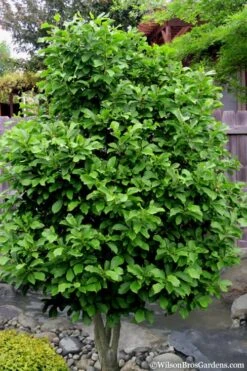 Ann Magnolia Tulip Tree - 5 Gallon Pot 15 Ann Magnolia Tulip Tree - 5 Gallon Pot -Plant Serie Store Magnolia Ann 112 1