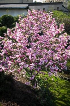 Betty Magnolia Tulip Tree - 3 Gallon Pot -Plant Serie Store Magnolia Betty 7