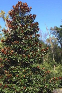 Brackens Brown Beauty Magnolia - 7 Gallon Pot (3-4') -Plant Serie Store Magnolia Bracken Brown Beauty 500x750 3