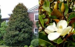 Brackens Brown Beauty Magnolia - 5 Gallon Pot -Plant Serie Store Magnolia Brackens Brown Beauty 1 3