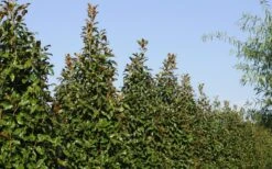 Brackens Brown Beauty Magnolia - 7 Gallon Pot (4-5') -Plant Serie Store Magnolia Brackens Brown Beauty 6 4