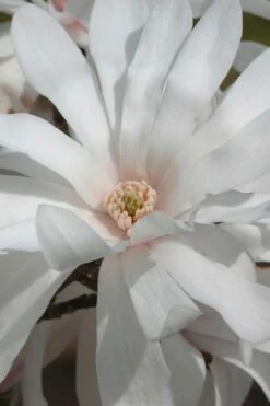Centennial Star Magnolia - 3 Gallon Pot -Plant Serie Store Magnolia Centennial 11