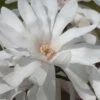 Centennial Star Magnolia - 3 Gallon Pot -Plant Serie Store Magnolia Centennial 12