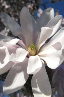 Centennial Star Magnolia - 1 Gallon Pot -Plant Serie Store Magnolia Centennial 13 1