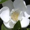 Claudia Wannamaker Southern Magnolia - 3 Gallon Pot -Plant Serie Store Magnolia Claudia Wannamaker 1 2