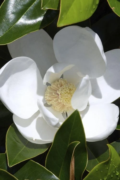 Claudia Wannamaker Southern Magnolia - 5 Gallon Pot 3 Claudia Wannamaker Southern Magnolia - 5 Gallon Pot