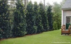 Claudia Wannamaker Southern Magnolia - 3 Gallon Pot 12 Claudia Wannamaker Southern Magnolia - 3 Gallon Pot -Plant Serie Store Magnolia Claudia Wannamaker 2 2