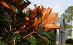 Claudia Wannamaker Southern Magnolia - 3 Gallon Pot 13 Claudia Wannamaker Southern Magnolia - 3 Gallon Pot -Plant Serie Store Magnolia Claudia Wannamaker 3 2
