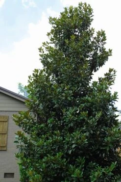 Claudia Wannamaker Southern Magnolia - 5 Gallon Pot 11 Claudia Wannamaker Southern Magnolia - 5 Gallon Pot -Plant Serie Store Magnolia Claudia Wannamaker 4 3