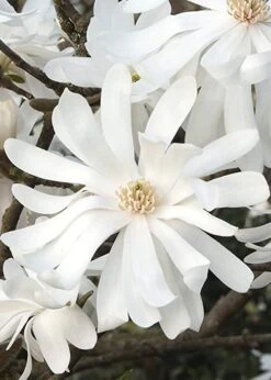 Royal Star Magnolia - 3 Gallon Pot 15 Royal Star Magnolia - 3 Gallon Pot -Plant Serie Store Magnolia Royal Star 10 2