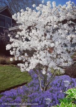 Royal Star Magnolia - 1 Gallon Pot -Plant Serie Store Magnolia Royal Star 12