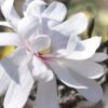 Royal Star Magnolia - 3 Gallon Pot -Plant Serie Store Magnolia Royal Star 13 2
