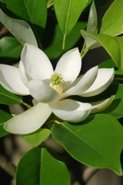 Sweetbay Magnolia - 2 Gallon Pot -Plant Serie Store Magnolia Sweet Bay 10