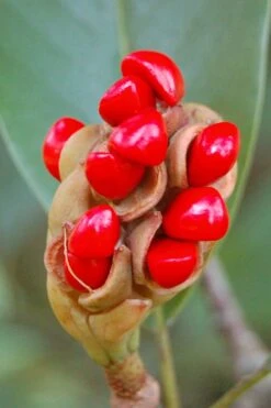 Silver Mist Sweetbay Magnolia - 3 Gallon Pot -Plant Serie Store Magnolia Sweet Bay 14 1