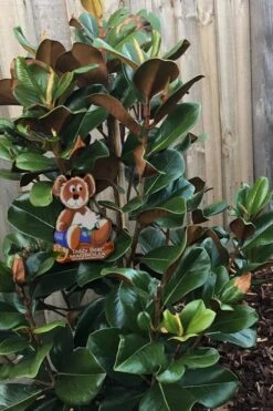 Teddy Bear Dwarf Southern Magnolia - 7 Gallon Pot (3-4') -Plant Serie Store Magnolia Teddy Bear 4