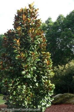 Teddy Bear Dwarf Southern Magnolia - 7 Gallon Pot (3-4') -Plant Serie Store Magnolia Teddy Bear 5