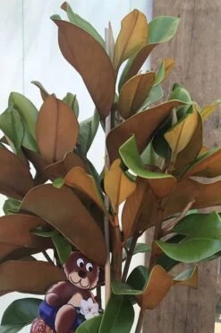 Teddy Bear Dwarf Southern Magnolia - 7 Gallon Pot (3-4') -Plant Serie Store Magnolia Teddy Bear 6