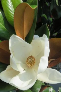 Teddy Bear Dwarf Southern Magnolia - 7 Gallon Pot (3-4') -Plant Serie Store Magnolia Teddy Bear 7