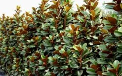 Teddy Bear Dwarf Southern Magnolia - 7 Gallon Pot (3-4') -Plant Serie Store Magnolia Teddy Bear 8