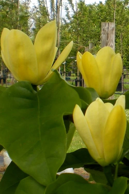Yellow Bird Magnolia Tulip Tree - 1 Gallon Pot 12 Yellow Bird Magnolia Tulip Tree - 1 Gallon Pot - Image 10