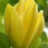 Yellow Bird Magnolia Tulip Tree - 1 Gallon Pot -Plant Serie Store Magnolia Yellow Bird 13 1