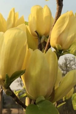 Yellow Bird Magnolia Tulip Tree - 1 Gallon Pot 20 Yellow Bird Magnolia Tulip Tree - 1 Gallon Pot -Plant Serie Store Magnolia Yellow Bird 14 1