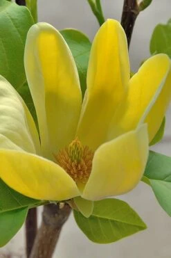 Yellow Bird Magnolia Tulip Tree - 1 Gallon Pot 17 Yellow Bird Magnolia Tulip Tree - 1 Gallon Pot -Plant Serie Store Magnolia Yellow Bird 16 1