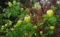 Yellow Bird Magnolia Tulip Tree - 1 Gallon Pot 18 Yellow Bird Magnolia Tulip Tree - 1 Gallon Pot -Plant Serie Store Magnolia Yellow Bird 18 1