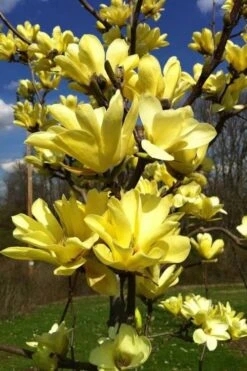 Yellow Bird Magnolia Tulip Tree - 1 Gallon Pot 19 Yellow Bird Magnolia Tulip Tree - 1 Gallon Pot -Plant Serie Store Magnolia Yellow Bird 32 1