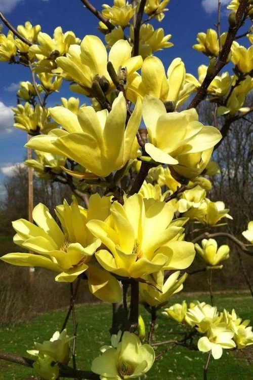Yellow Bird Magnolia Tulip Tree - 1 Gallon Pot 10 Yellow Bird Magnolia Tulip Tree - 1 Gallon Pot - Image 8