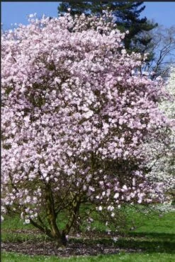 Centennial Blush Star Magnolia - 3 Gallon Pot -Plant Serie Store Magnolia stellata centennial blush 2