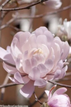 Centennial Blush Star Magnolia - 3 Gallon Pot -Plant Serie Store Magnolia stellata centennial blush 3