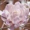 Centennial Blush Star Magnolia - 3 Gallon Pot -Plant Serie Store Magnolia stellata centennial blush 4