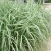Variegated Maiden Grass - Miscanthus Sinensis 'Variegatus' - 1 Gallon Pot -Plant Serie Store Maiden Grass Variegated 11 1