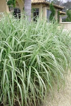 Variegated Maiden Grass - Miscanthus Sinensis 'Variegatus' - 6 Pack Of 1 Gallon Pots 11 Variegated Maiden Grass - Miscanthus Sinensis 'Variegatus' - 6 Pack Of 1 Gallon Pots -Plant Serie Store Maiden Grass Variegated 11