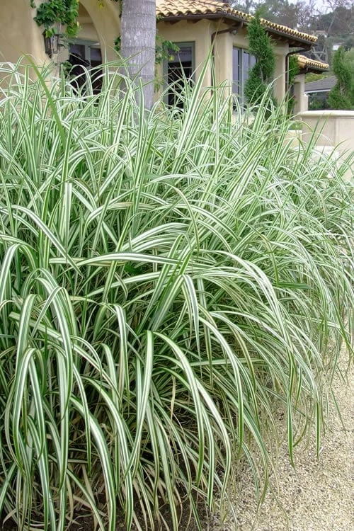 Variegated Maiden Grass - Miscanthus Sinensis 'Variegatus' - 6 Pack Of 1 Gallon Pots 6 Variegated Maiden Grass - Miscanthus Sinensis 'Variegatus' - 6 Pack Of 1 Gallon Pots - Image 4