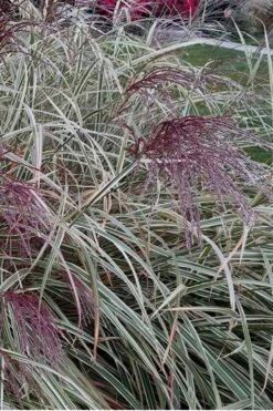 Variegated Maiden Grass - Miscanthus Sinensis 'Variegatus' - 6 Pack Of 1 Gallon Pots 12 Variegated Maiden Grass - Miscanthus Sinensis 'Variegatus' - 6 Pack Of 1 Gallon Pots -Plant Serie Store Maiden Grass Variegated 12