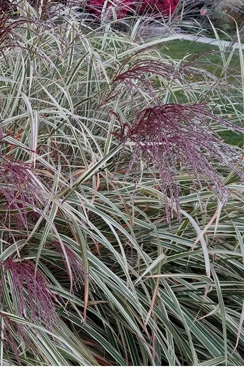 Variegated Maiden Grass - Miscanthus Sinensis 'Variegatus' - 6 Pack Of 1 Gallon Pots 7 Variegated Maiden Grass - Miscanthus Sinensis 'Variegatus' - 6 Pack Of 1 Gallon Pots - Image 5