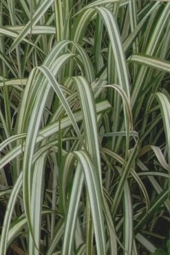 Variegated Maiden Grass - Miscanthus Sinensis 'Variegatus' - 1 Gallon Pot 13 Variegated Maiden Grass - Miscanthus Sinensis 'Variegatus' - 1 Gallon Pot -Plant Serie Store Maiden Grass Variegated 13 1