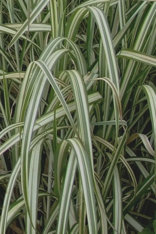 Variegated Maiden Grass - Miscanthus Sinensis 'Variegatus' - 6 Pack Of 1 Gallon Pots 8 Variegated Maiden Grass - Miscanthus Sinensis 'Variegatus' - 6 Pack Of 1 Gallon Pots - Image 6