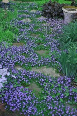 Blue Flowering Mazus - 6 Pack Of Pint Pots -Plant Serie Store Masuz Blue 10