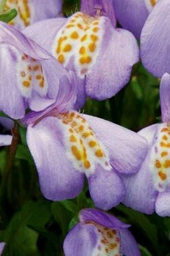 Blue Flowering Mazus - 5 Pack Of Pint Pots -Plant Serie Store Masuz Blue 4 2