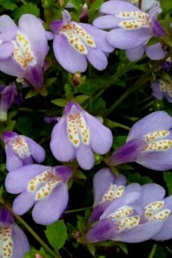 Blue Flowering Mazus - 18 Pack Of 3.5" Pint Pots -Plant Serie Store Masuz Blue 5 1