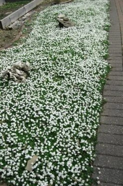 White Flowering Mazus - 18-Pack Of Pint Pots -Plant Serie Store Masuz White 3 3