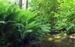The King Ostrich Fern (Matteuccia Struthiopteris) - 6 Pack Of 1 Gallon Pots -Plant Serie Store Matteuccia struthiopteris the king ostrich fern 3