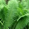 The King Ostrich Fern (Matteuccia Struthiopteris) - 1 Gallon Pot -Plant Serie Store Matteuccia struthiopteris the king ostrich fern 5 1