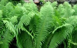 The King Ostrich Fern (Matteuccia Struthiopteris) - 1 Gallon Pot -Plant Serie Store Matteuccia struthiopteris the king ostrich fern 6 1