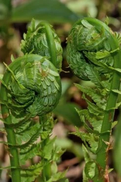 The King Ostrich Fern (Matteuccia Struthiopteris) - 1 Gallon Pot -Plant Serie Store Matteuccia struthiopteris the king ostrich fern 7 1